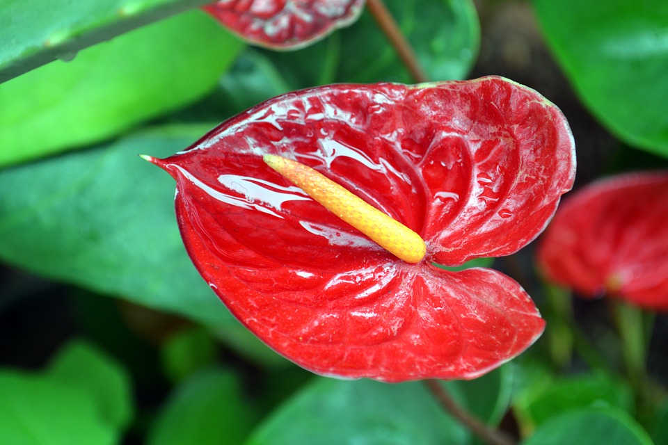 Leia mais sobre o artigo Antúrio, a exótica flor!