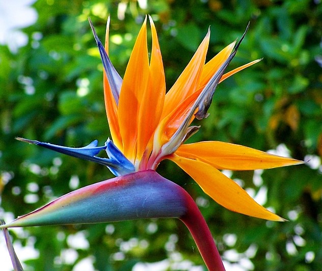 Leia mais sobre o artigo Flores – a bela strelitzia